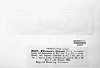 Pleospora oryzae image